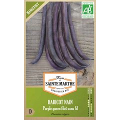   Haricot Nain Purple Queen Filet Sans Fil Mangetout  Environ env 350 Graines