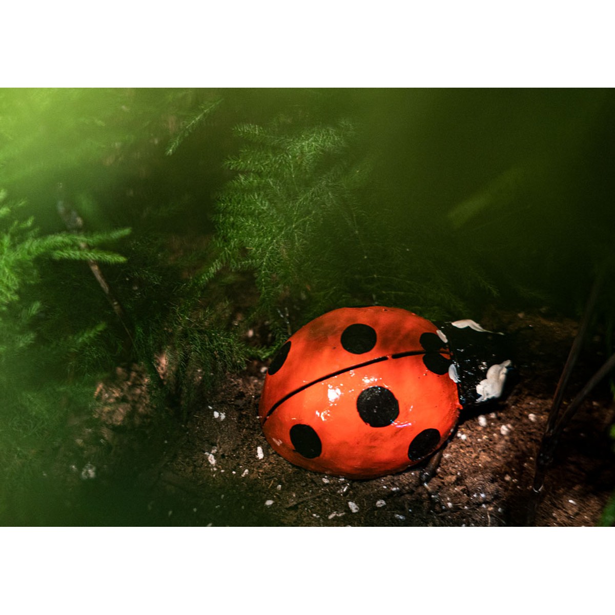 Schilliger Sélection  Coccinelle  13x12x5cm