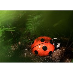 Schilliger Sélection  Coccinelle  13x12x5cm