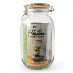   Terrarium à faire soi même - Asparagus  14.5x26cm