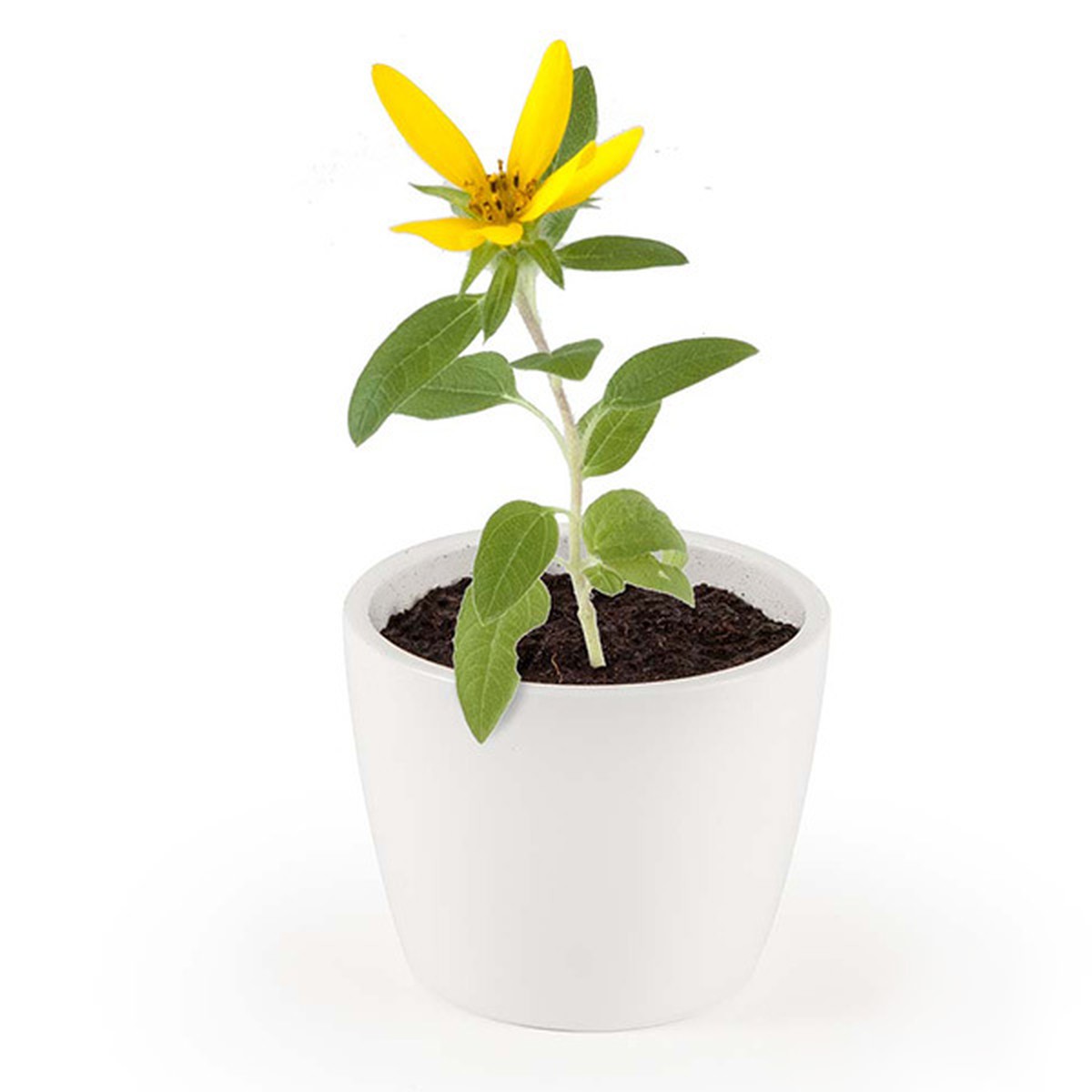   Pot blanc 8 cm Soleil bio  8cm