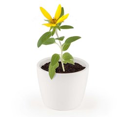   Pot blanc 8 cm Soleil bio  8cm