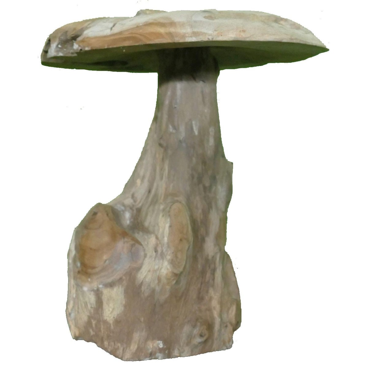 Schilliger Sélection  Champignon Teck 35  25x25x30cm