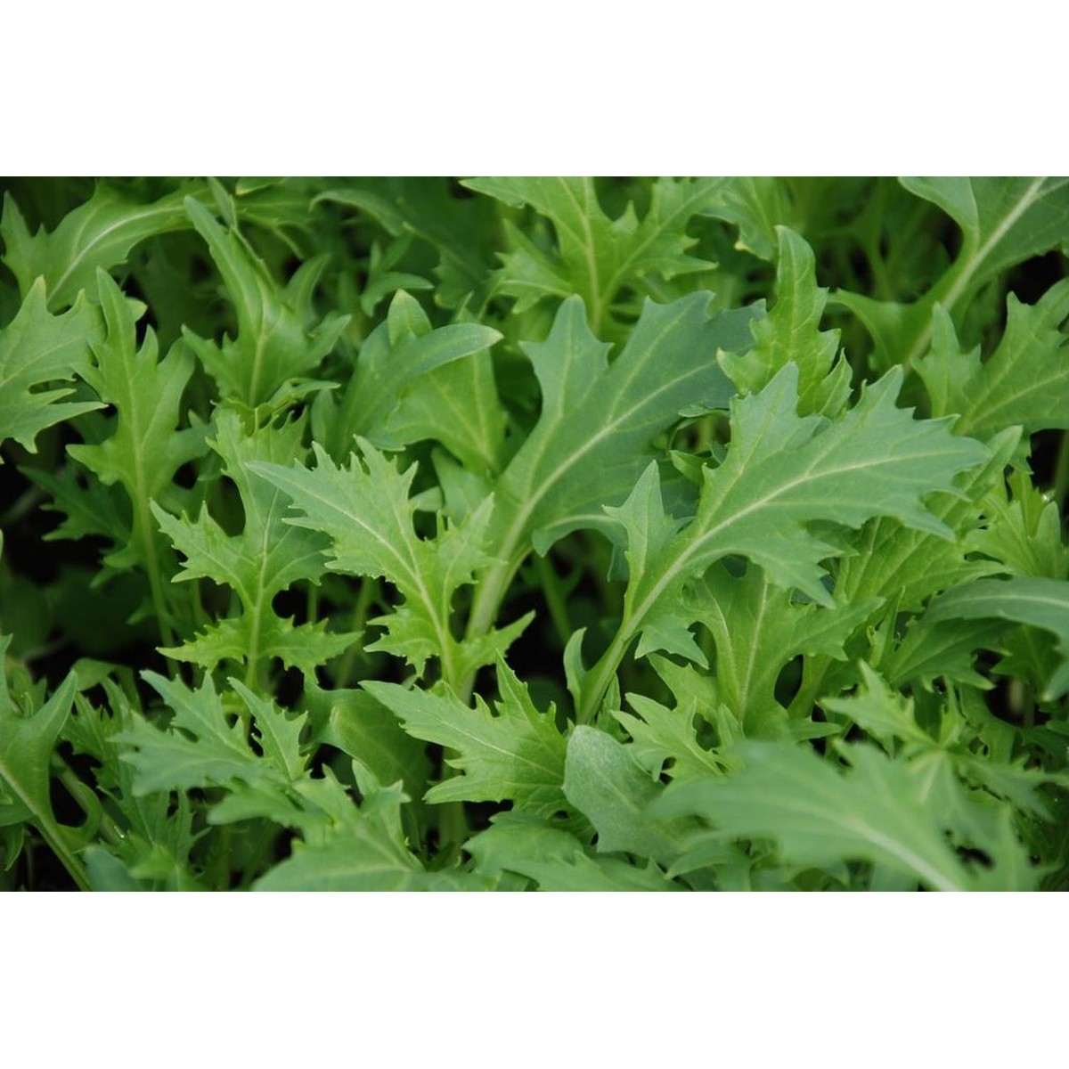 Kit Graines Légumes Asiatiques - 8 Variétés (brocoli, Ciboule, Bok Choy, Carotte Rouge...), Cadeau Jardinage Durable