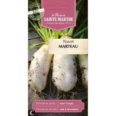 Ferme de Sainte Marthe  Navet Marteau  nbr de graines 250